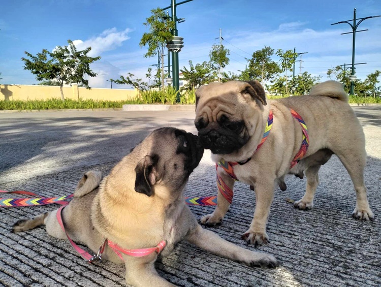 Pugs