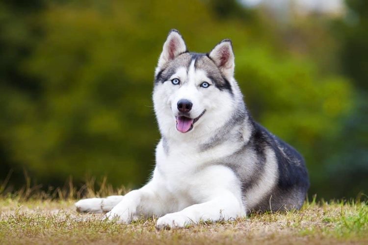 Siberian-husky Siberian-husky