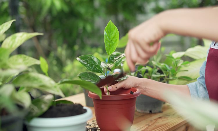 Trees-In-Pots