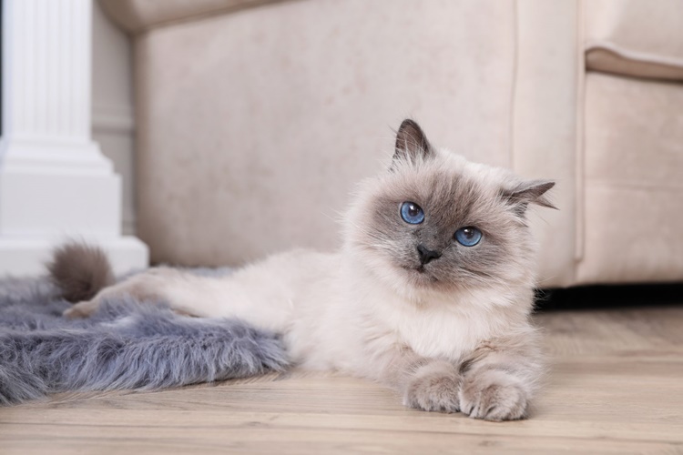 Birman Cat