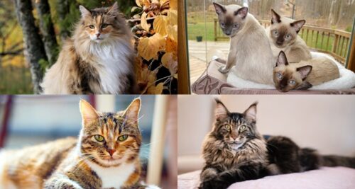 Cat Breeds that Are Good with Dogs