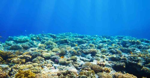 Coral Reefs in West Philippine Sea