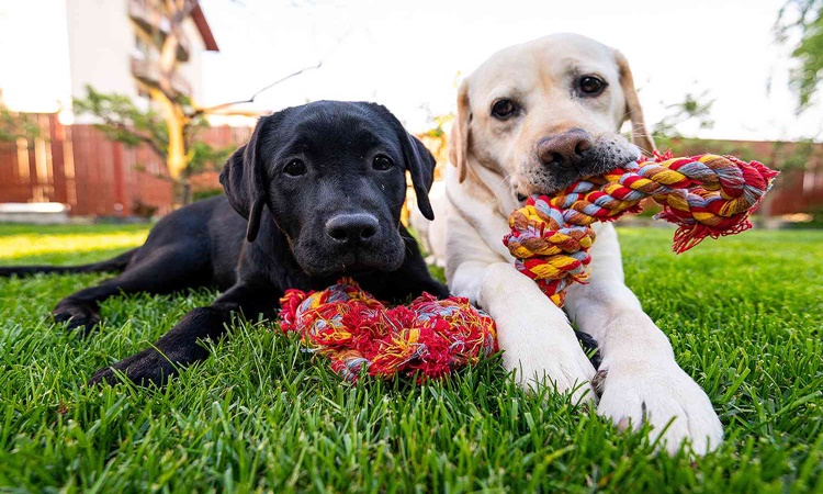 Dogs