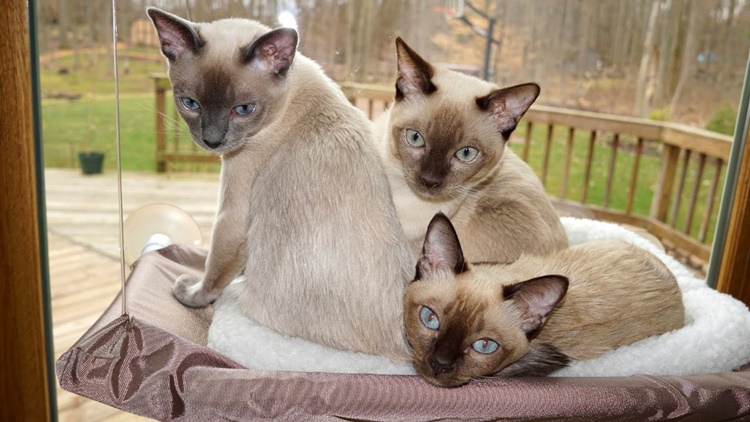 Tonkinese