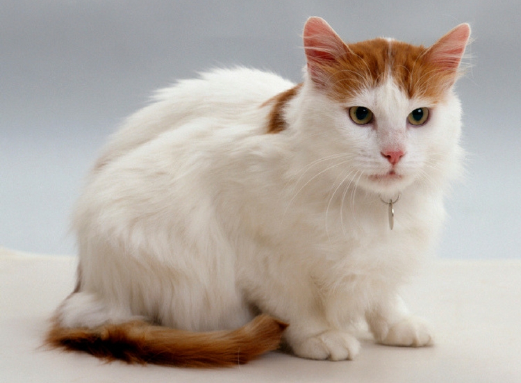 Turkish Van