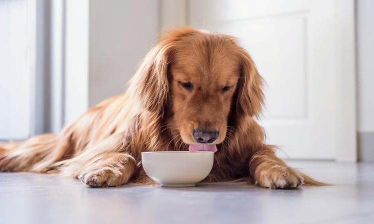 What Foods Can Dogs Not Eat