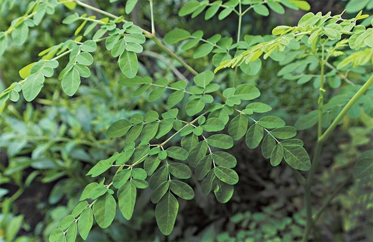 Malunggay Leaves