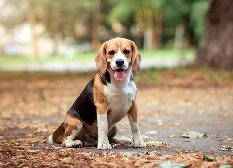 Dogs with Long Ears