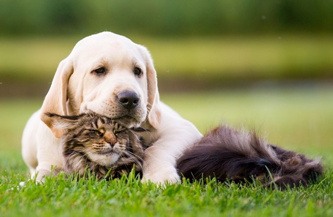 Cats that Play with Dogs — Here's A Surprise for Furparents | PhilNews