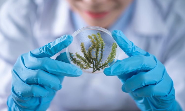 Natural Science Courses