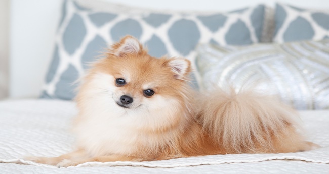 How To Keep Your Dog's Fur from Getting Matted — TIPS for Furparents ...