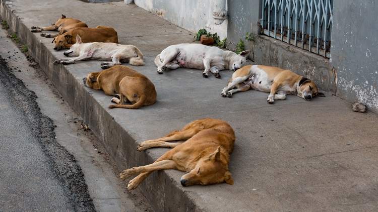 Stray Dogs