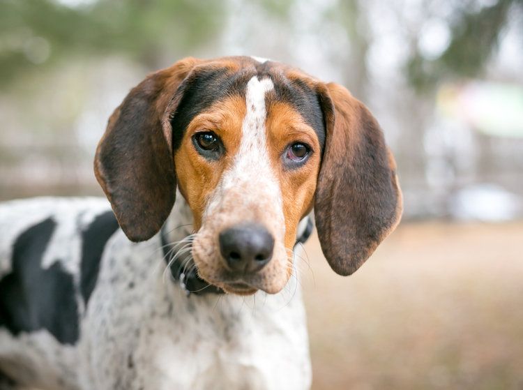 Dogs with Long Ears