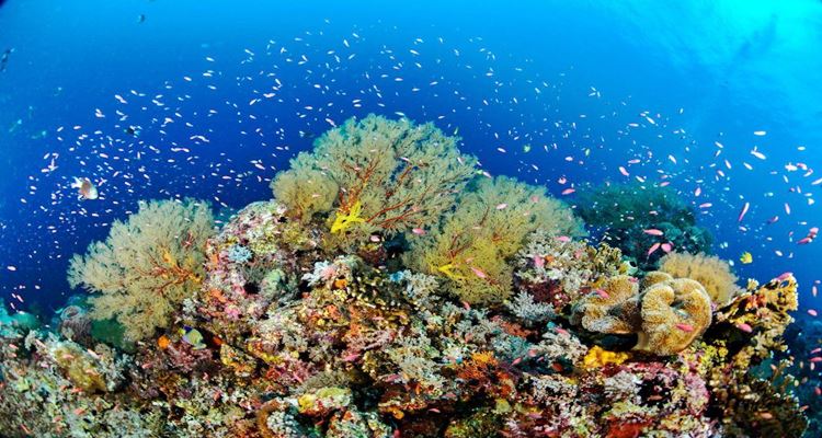 Tubbataha Reefs - Dive Into Some Details About This Natural Park | PhilNews