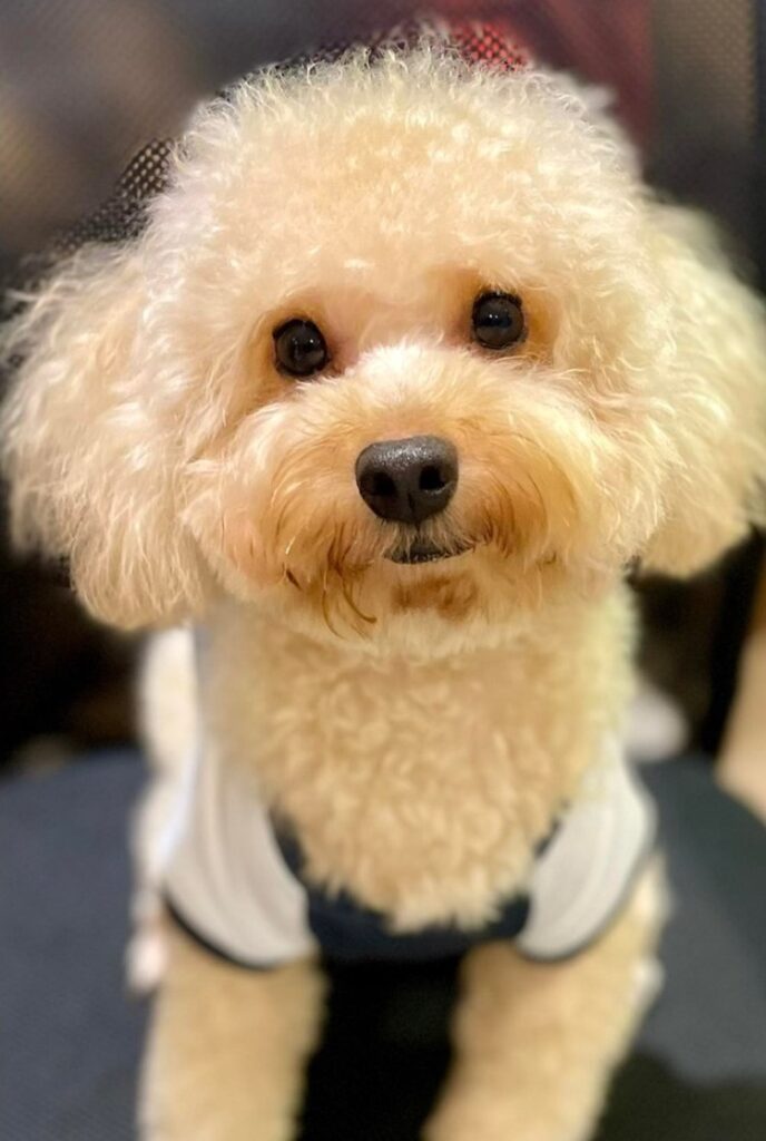 Fur Baby