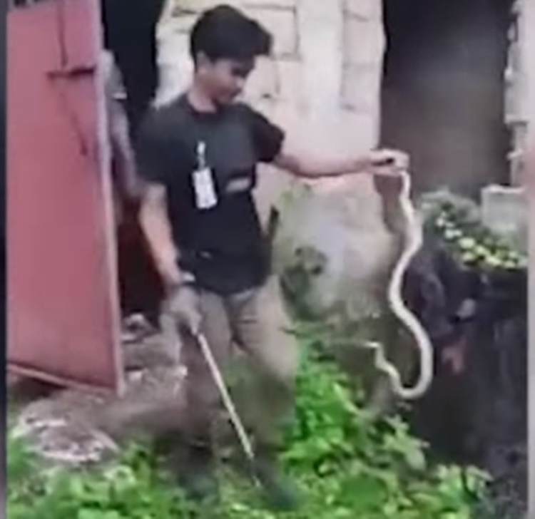 Two Snakes