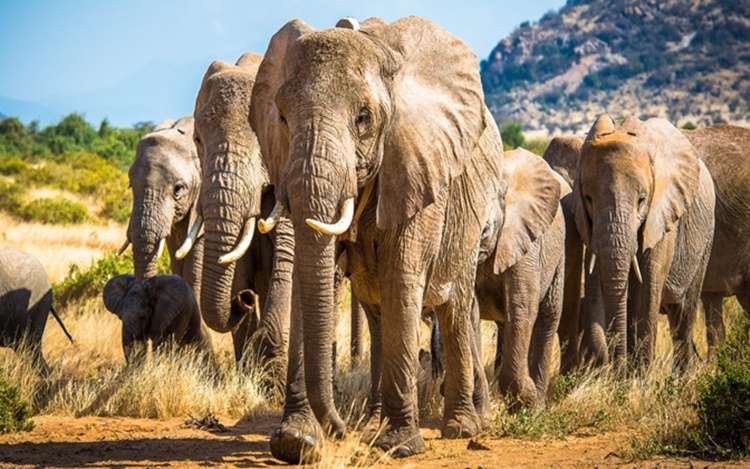 Elephants: 7 Fascinating Facts About These Earth's Gentle Giants That ...