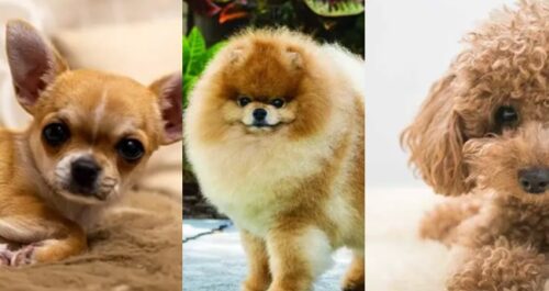 Small Breed Dogs
