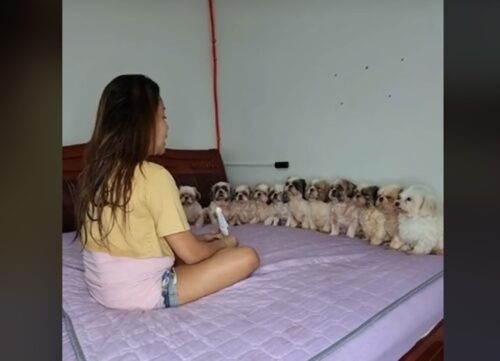 Fur Parent