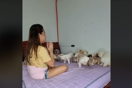 Puppies