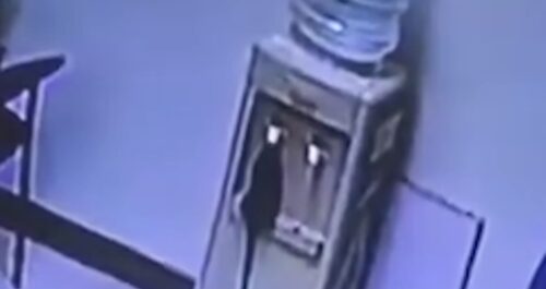 Rat