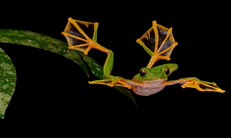 Wallaces-Flying-Frog Wallaces-Flying-Frog