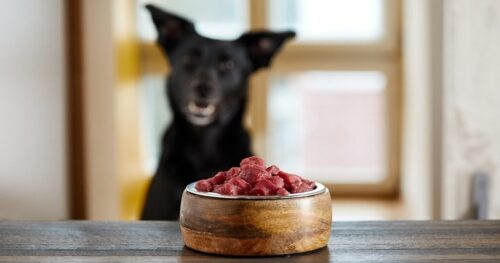 Is Raw Meat Healthy For Dogs