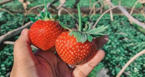 Strawberry Picking Baguio