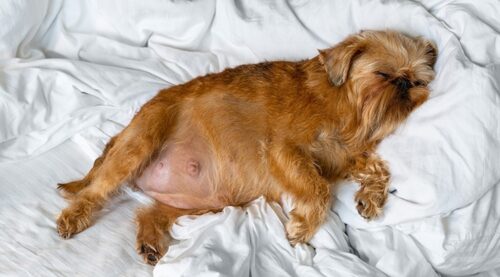 Dog Pregnancy Signs