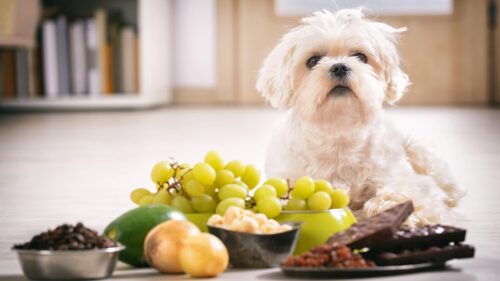 Foods Bad for Dogs