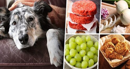 Foods Dogs Can and Cannot Eat List