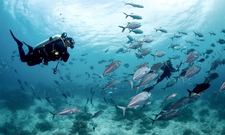 Philippines-Diving-Tourism-1 Philippines-Diving-Tourism-1