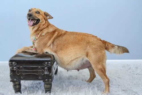 Pregnant Dog Signs