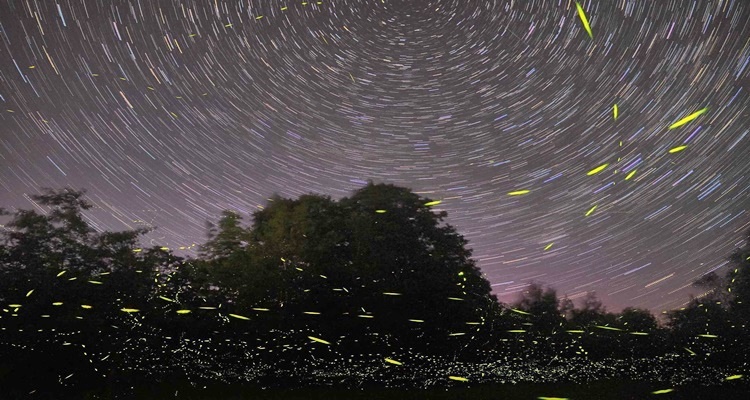 Puerto Princesa Firefly Watching