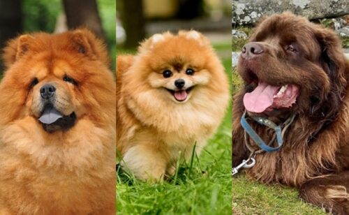 Dogs that Look Like Bears
