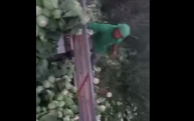 Farmers
