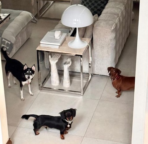 Dogs