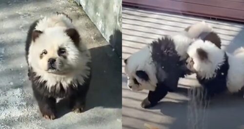 Fake Panda China Zoo