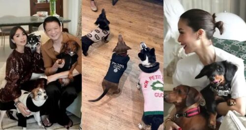 Heart Evangelista Dog