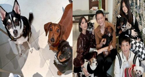 Heart Evangelista Dogs