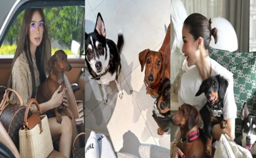 Heart Evangelista, Dogs