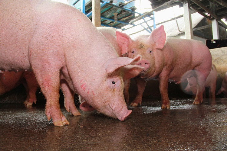 Pigs