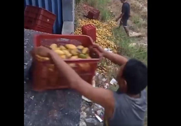 Farmer Disposes About 3,000 Kilos of Unsold Mangoes in Isabela | PhilNews