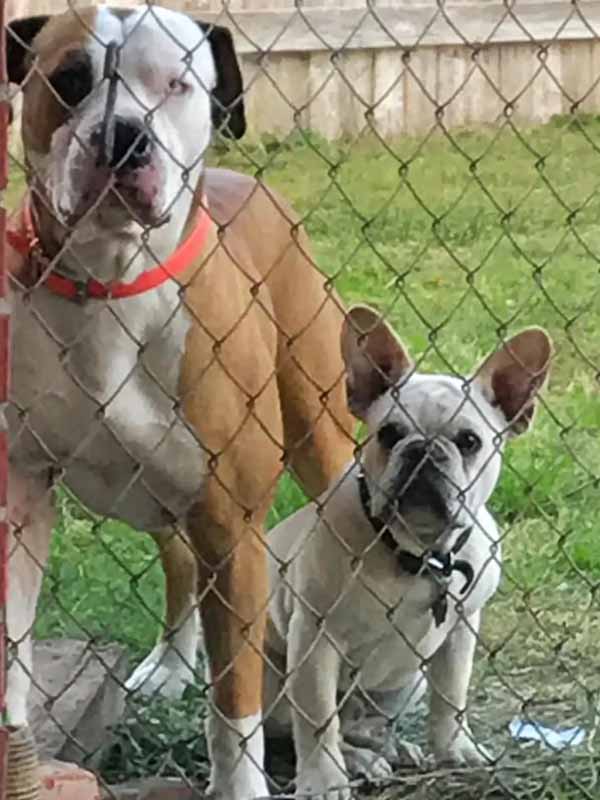 Brittany Simpson's Dogs