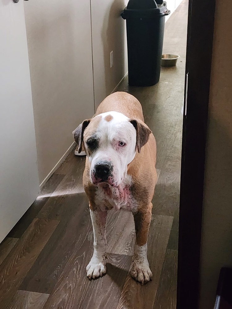 Lost Dog