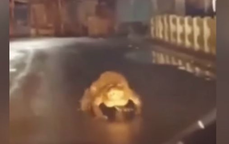 Large Crocodile