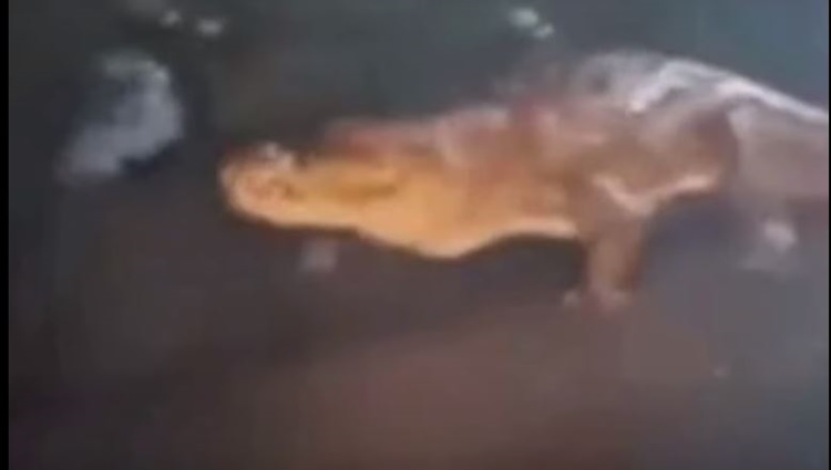 Large Crocodile
