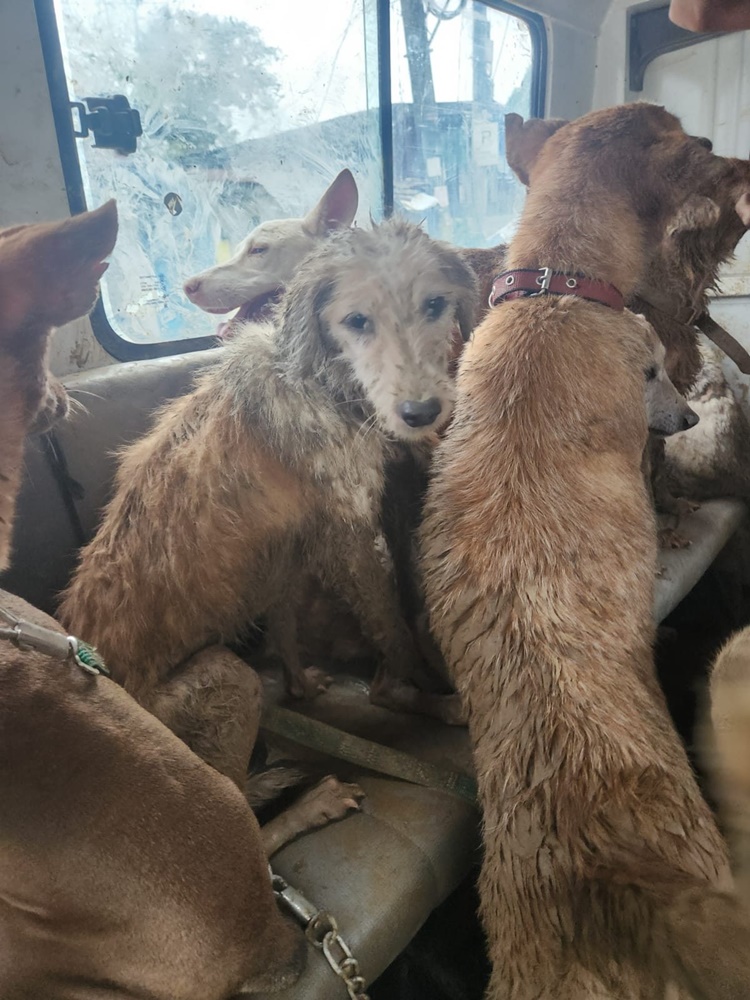 Animal Shelter