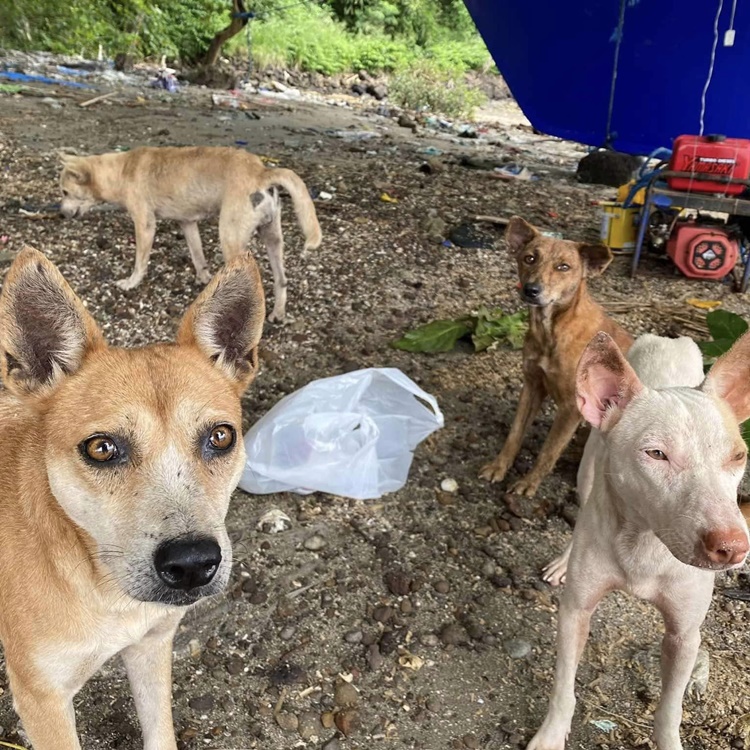 Abandoned Dogs
