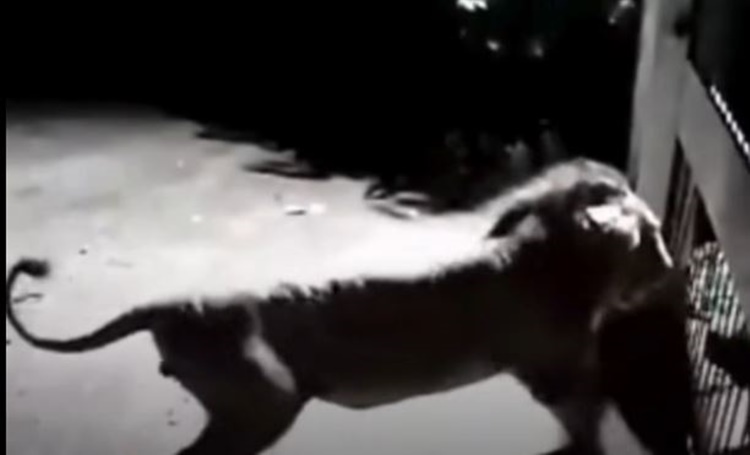 Brave Dogs